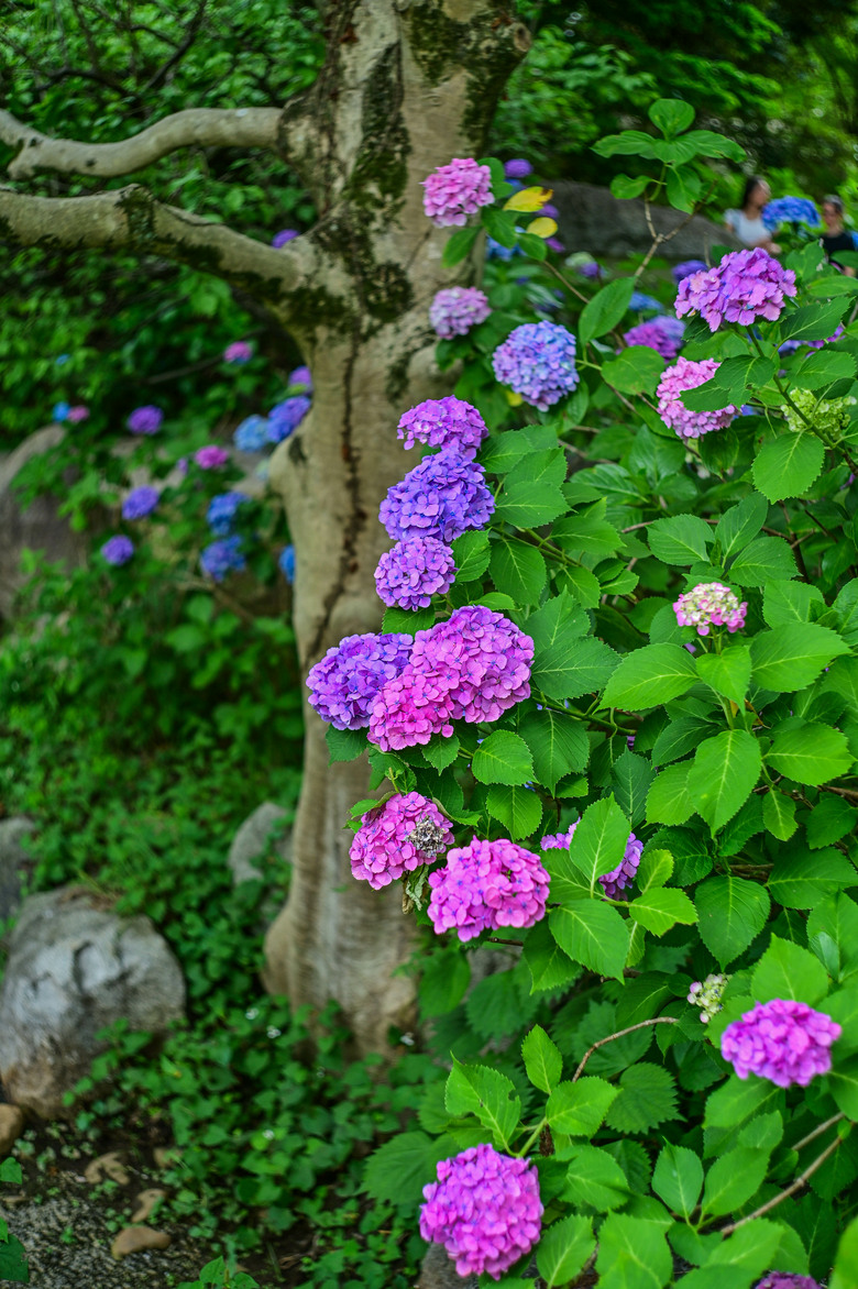 京都市區紫陽花名所採點介紹-藤森神社與智積院