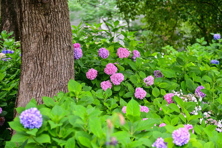 京都市區紫陽花名所採點介紹-藤森神社與智積院