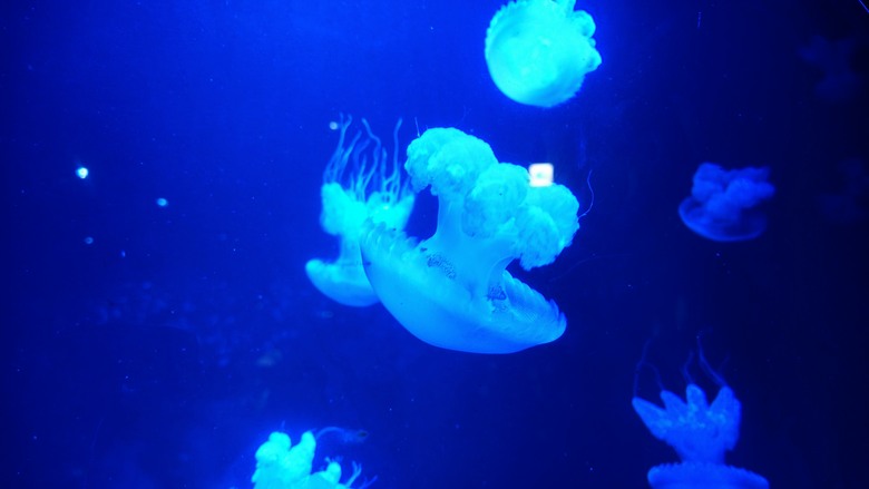 台中海洋館開箱｜票價值得嗎？水母館、親子玩水區、必拍亮點一次看 | Luna Ultra 4K 沉浸全開