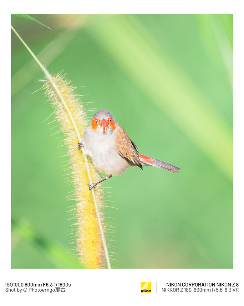 『Z8』日常鳥兒的美