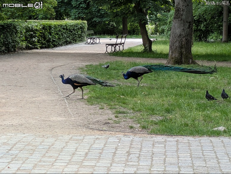 波蘭: 瓦津基公園 (Poland: Łazienki Park)
