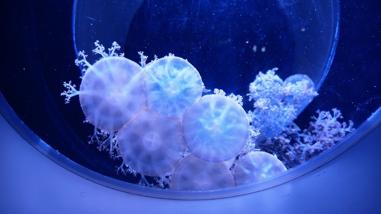 台中海洋館開箱｜票價值得嗎？水母館、親子玩水區、必拍亮點一次看 | Luna Ultra 4K 沉浸全開
