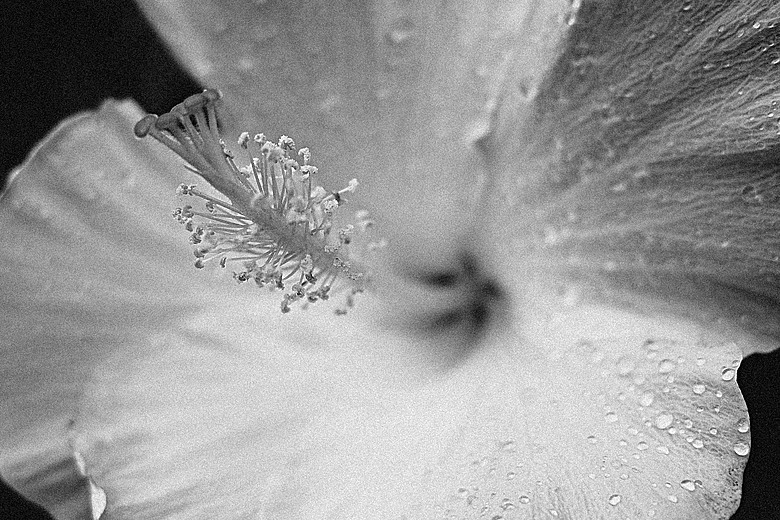 RICOH GR IV Monochrome 評測報告｜以純粹光影、譜寫口袋裡的黑白詩篇！