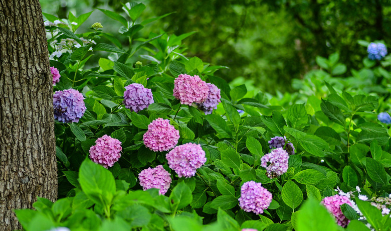 京都市區紫陽花名所採點介紹-藤森神社與智積院