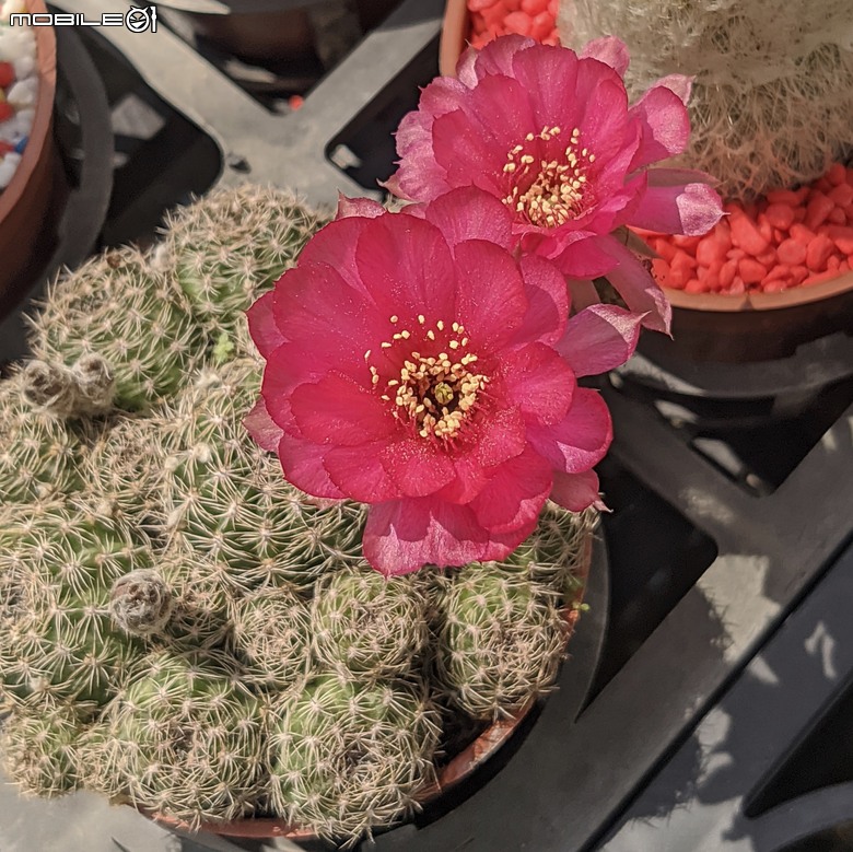 多肉植物開花 台南市歸仁區七甲花卉區 06/14