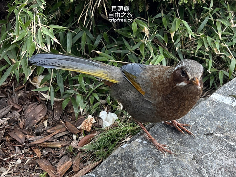 合歡東峰 玉山杜鵑花盛開 適合新手嘗試的第一座百岳