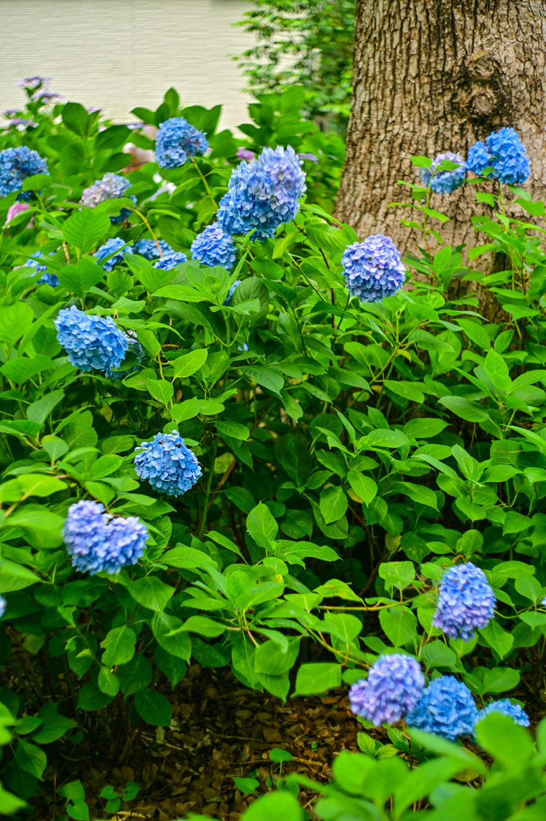 京都市區紫陽花名所採點介紹-藤森神社與智積院