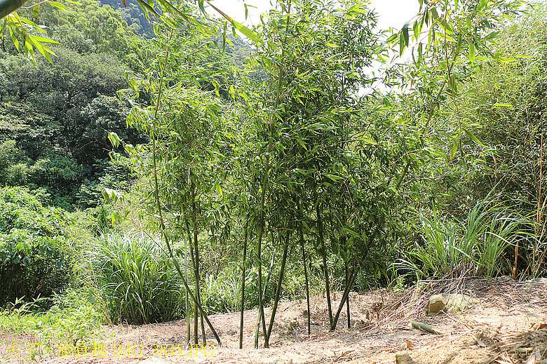 2026觀音山食農教育體驗 親子採筍 解密獨門 「土表裂縫」尋寶術 挖出優質觀音山綠竹筍