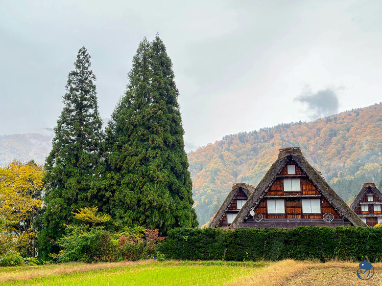 日本-岐阜大野|*暖紅山谷裡的茅葺小屋* 白川鄉合掌村 白川郷合掌造