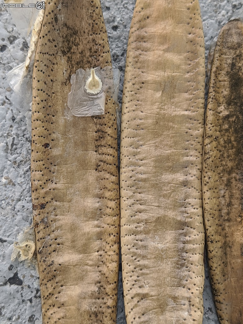 猢猻木 臺南市安平區光州路億載公園 06/14