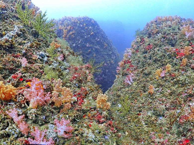 點我看大圖 (映像海洋) 一探油庫口海底花椰菜山丘 in 大坪海岸