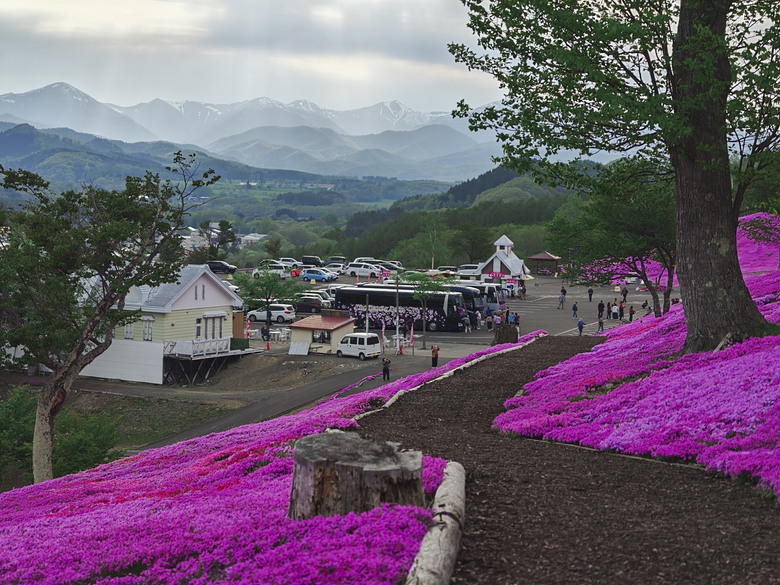 點我看大圖 日本-北海道 五月賞芝櫻&鬱金香 |東藻琴芝櫻|瀧上公園|上湧別町鬱金香