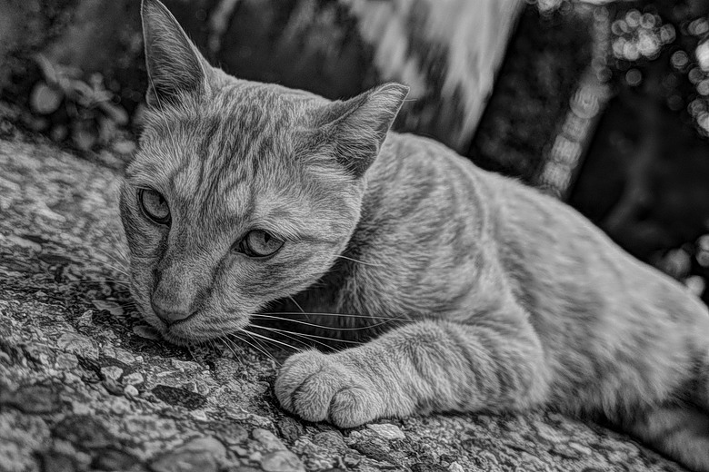 RICOH GR IV Monochrome 評測報告｜以純粹光影、譜寫口袋裡的黑白詩篇！
