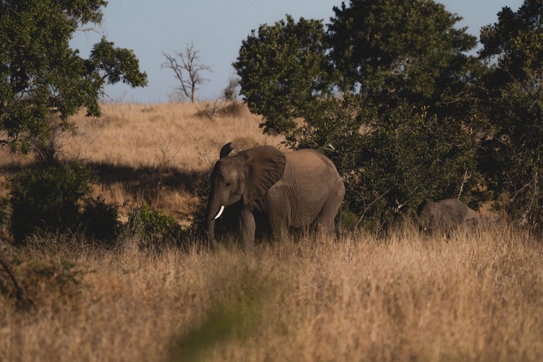 第一次去非洲就遇到獅子!南非 Safari 追尋 Big Five,牠離我只隔一扇車門