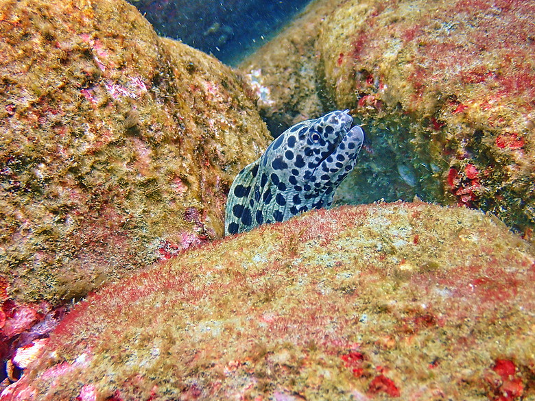 點我看大圖 (映像海洋) 一探油庫口海底花椰菜山丘 in 大坪海岸