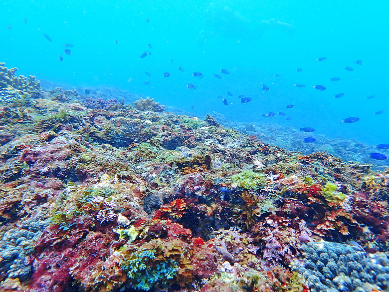 點我看大圖 (映像海洋) 一探油庫口海底花椰菜山丘 in 大坪海岸
