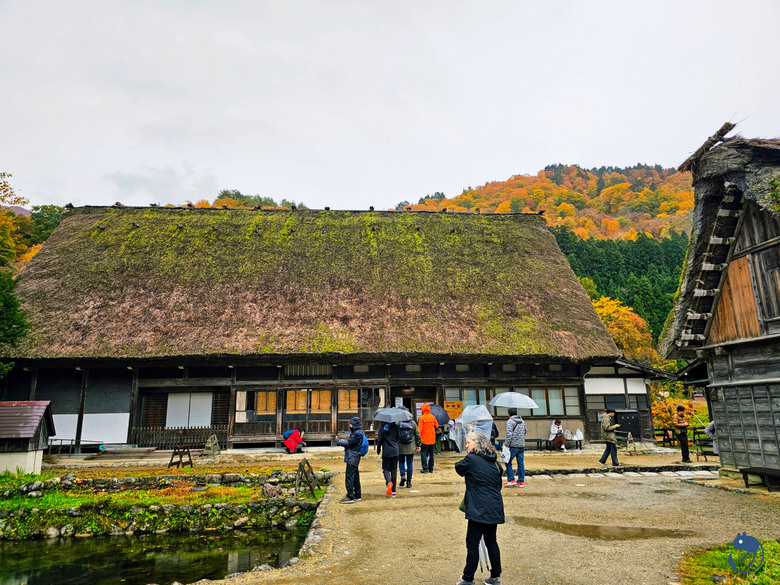 日本-岐阜大野|*暖紅山谷裡的茅葺小屋* 白川鄉合掌村 白川郷合掌造