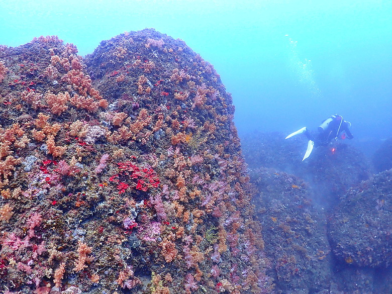 點我看大圖 (映像海洋) 一探油庫口海底花椰菜山丘 in 大坪海岸