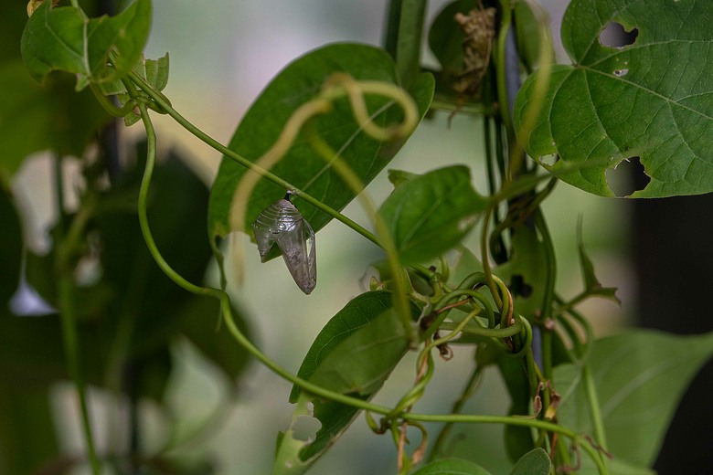 點我看大圖 初夏花與蝶的邂逅