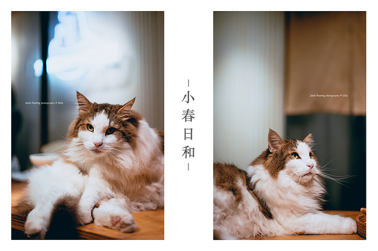 點我看大圖 走進綠意的台北慢時光 - 與貓咪的午後約會丨民生社區