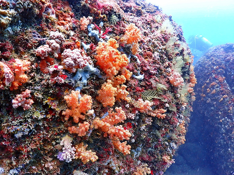 點我看大圖 (映像海洋) 一探油庫口海底花椰菜山丘 in 大坪海岸