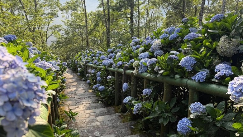 台東太麻里初夏最美花景!青山農場1.5公里森林花徑浪漫盛開