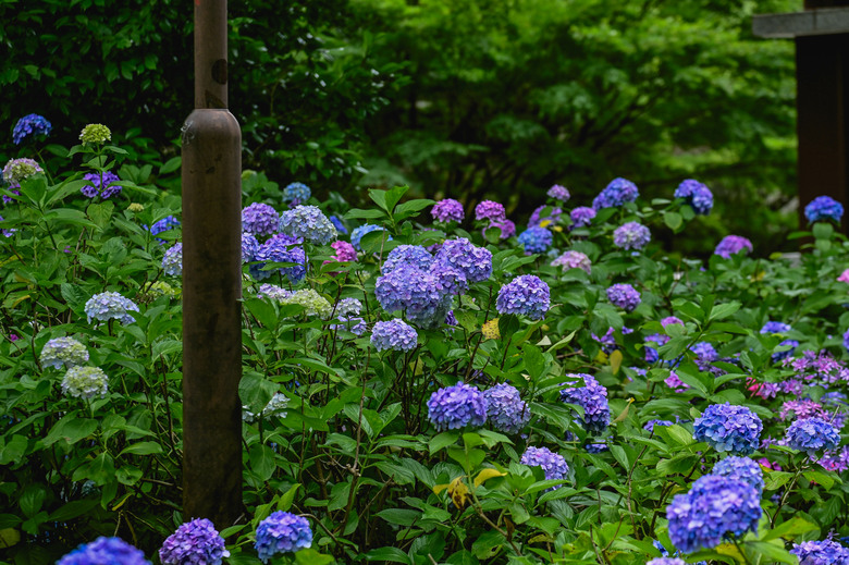京都市區紫陽花名所採點介紹-藤森神社與智積院