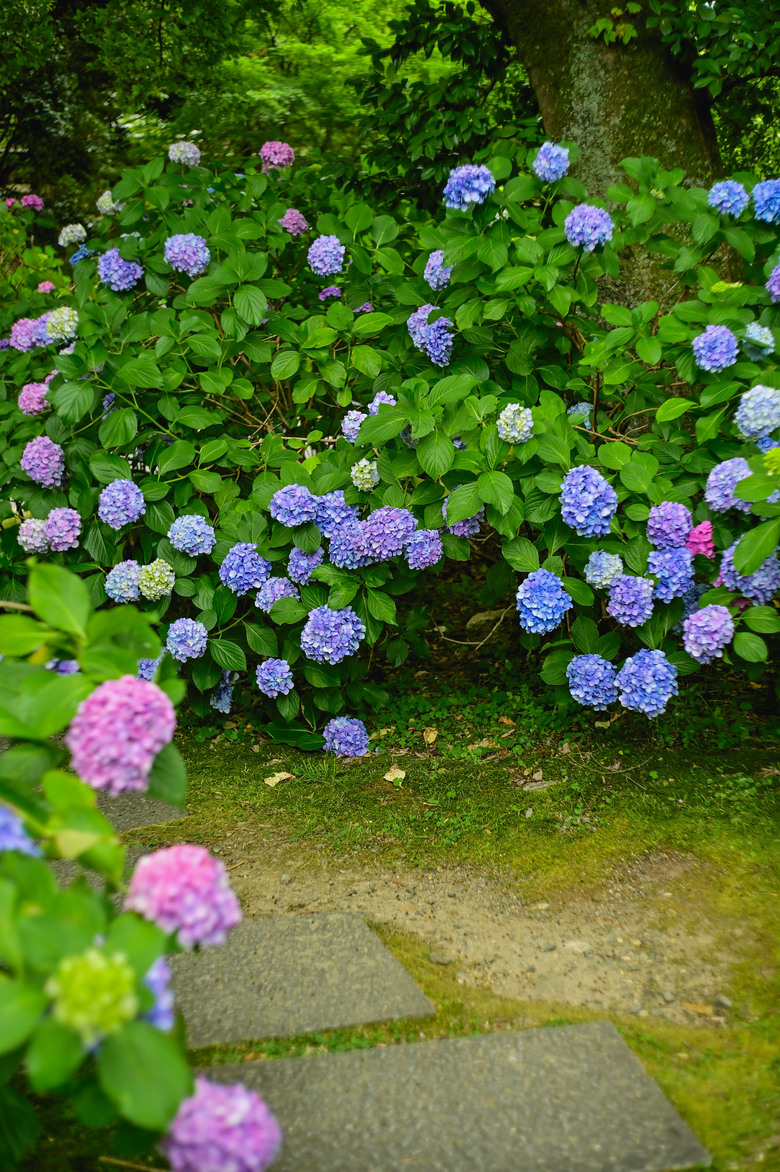 京都市區紫陽花名所採點介紹-藤森神社與智積院