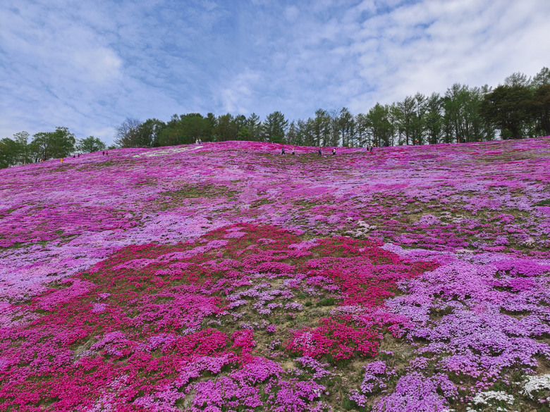 點我看大圖 日本-北海道 五月賞芝櫻&鬱金香 |東藻琴芝櫻|瀧上公園|上湧別町鬱金香