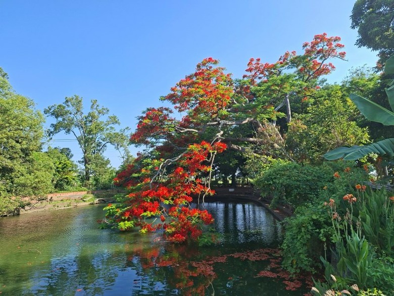 嘉義六腳隱藏版賞花秘境!竹本村鳳凰木池塘紅色巨傘盛開中