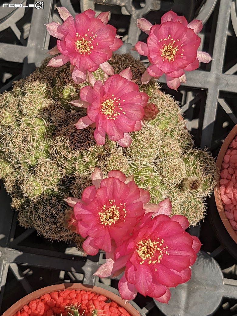 多肉植物開花 台南市歸仁區七甲花卉區 06/14