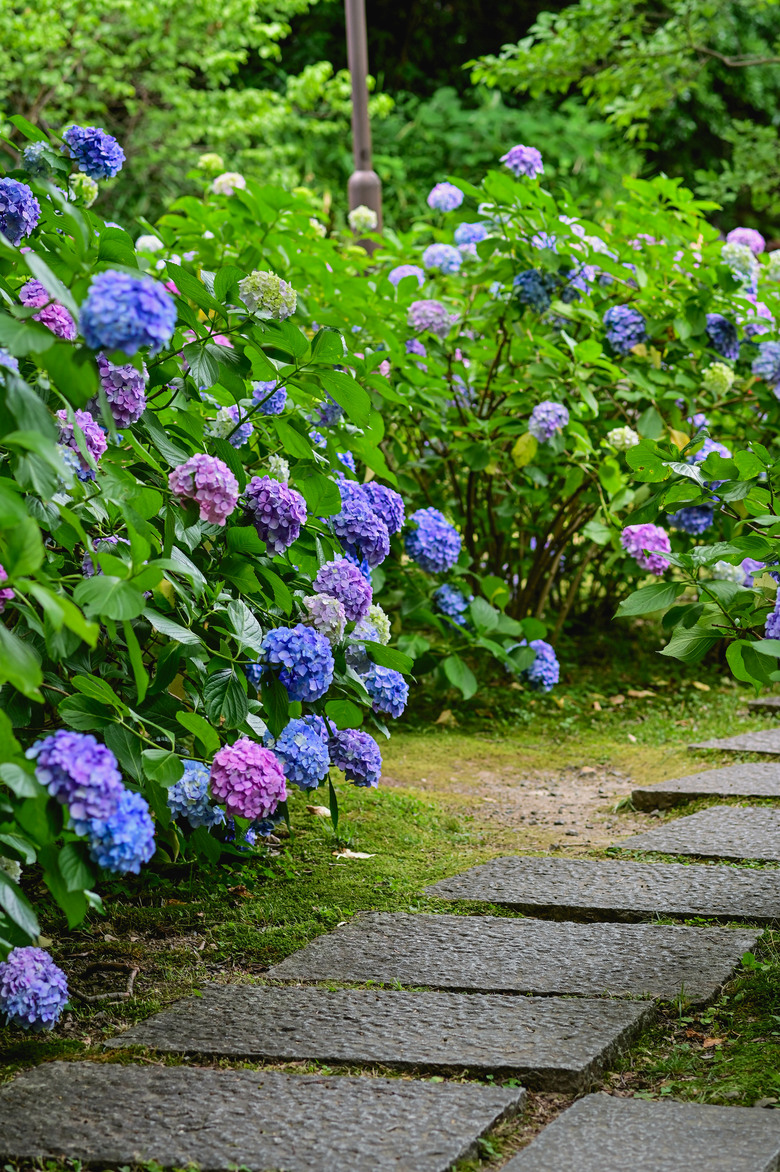 京都市區紫陽花名所採點介紹-藤森神社與智積院