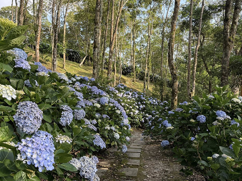 台東太麻里初夏最美花景!青山農場1.5公里森林花徑浪漫盛開