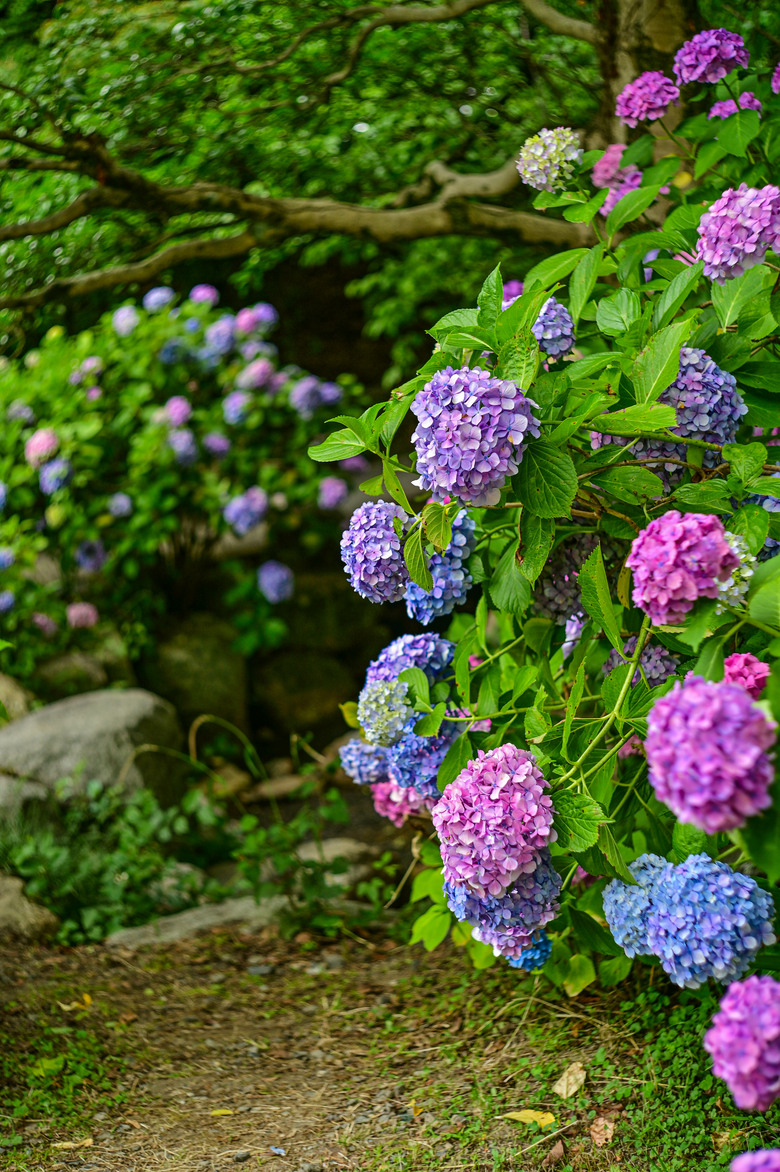京都市區紫陽花名所採點介紹-藤森神社與智積院