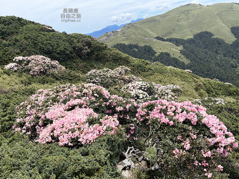 合歡東峰 玉山杜鵑花盛開 適合新手挑戰的第一座百岳