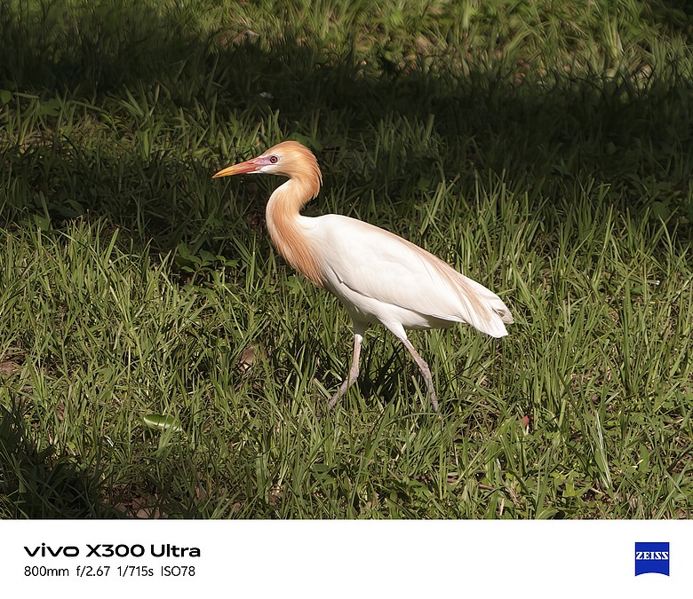 點我看大圖 【下篇】vivo X300 Ultra與Gen2 Ultra增距鏡的心得及照片分享