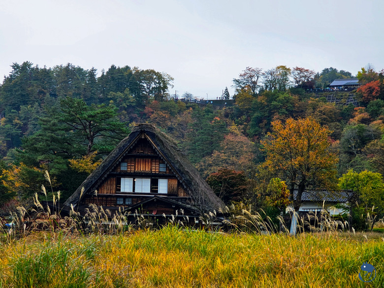 日本-岐阜大野|*暖紅山谷裡的茅葺小屋* 白川鄉合掌村 白川郷合掌造