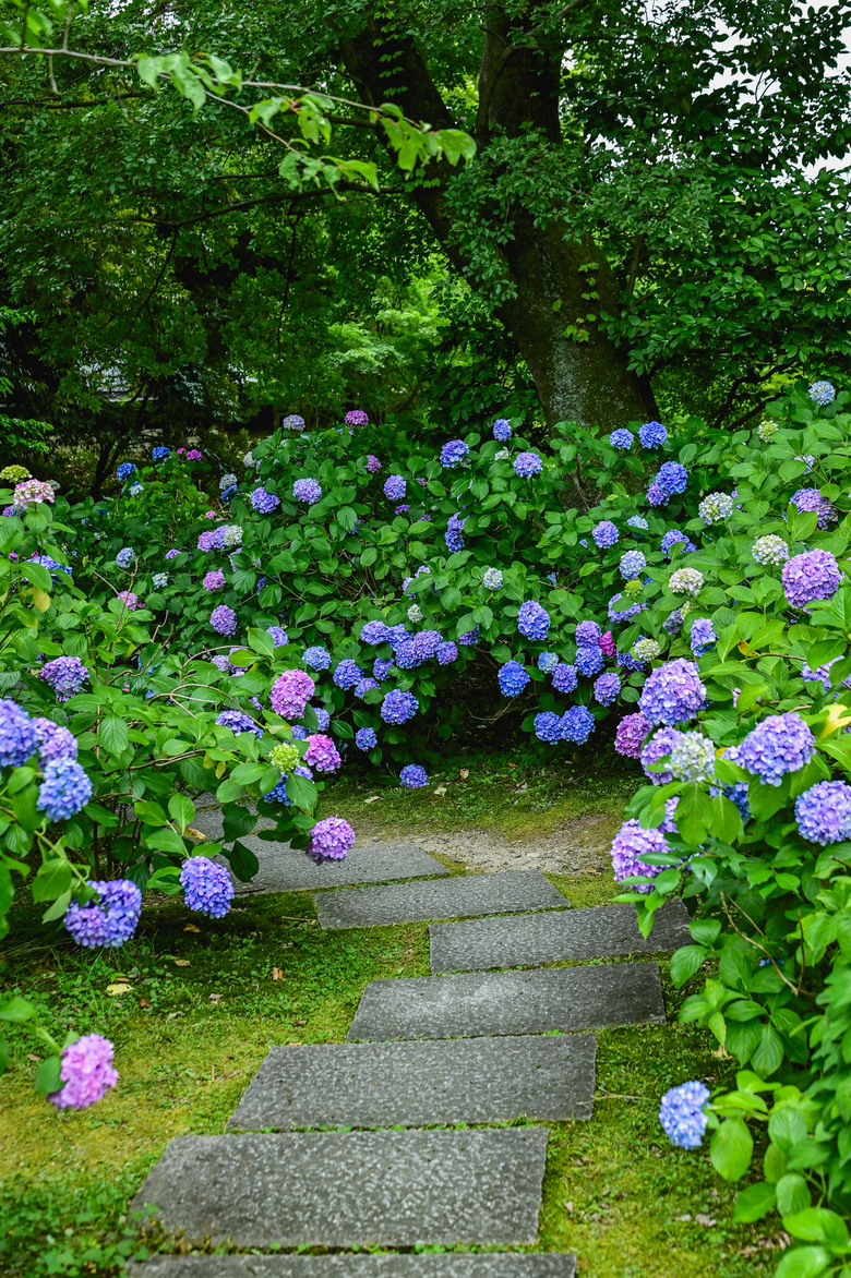 京都市區紫陽花名所採點介紹-藤森神社與智積院