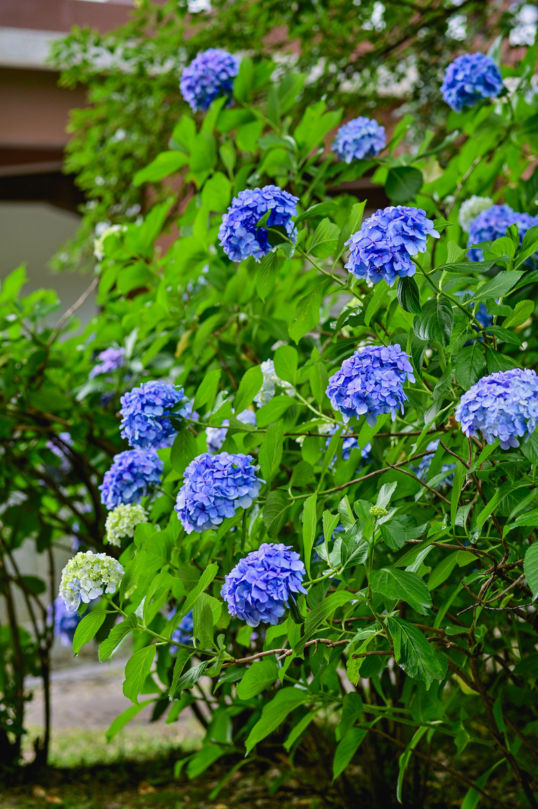 京都市區紫陽花名所採點介紹-藤森神社與智積院