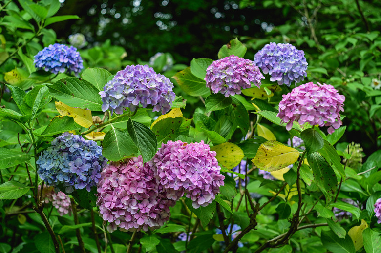 京都市區紫陽花名所採點介紹-藤森神社與智積院
