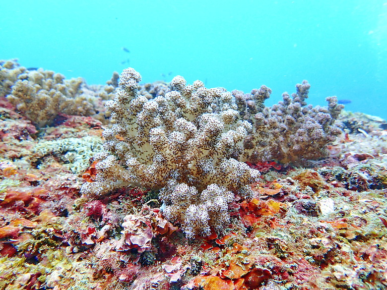 點我看大圖 (映像海洋) 一探油庫口海底花椰菜山丘 in 大坪海岸