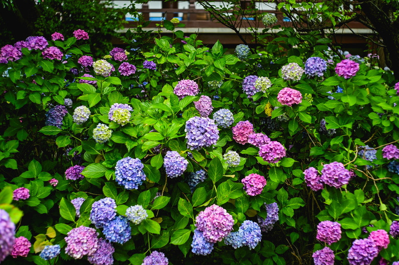 京都市區紫陽花名所採點介紹-藤森神社與智積院
