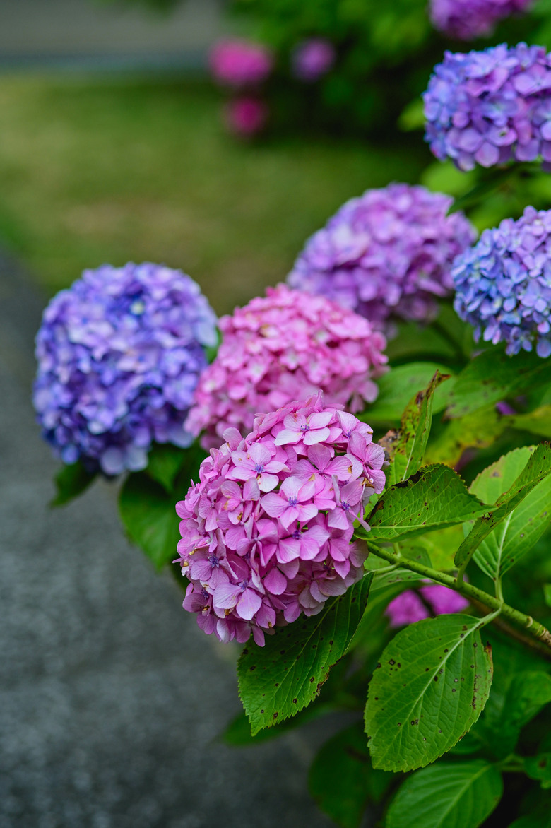 京都市區紫陽花名所採點介紹-藤森神社與智積院