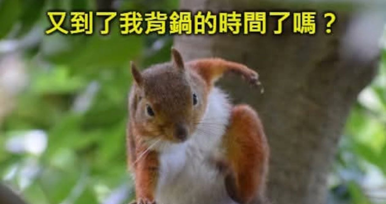 又是松鼠闖禍~高雄鋼鐵廠爆炸火光致停電！