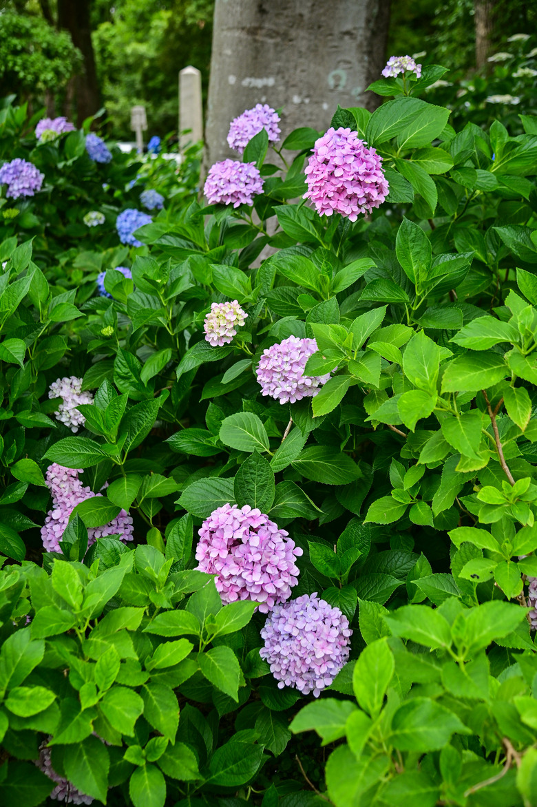 京都市區紫陽花名所採點介紹-藤森神社與智積院
