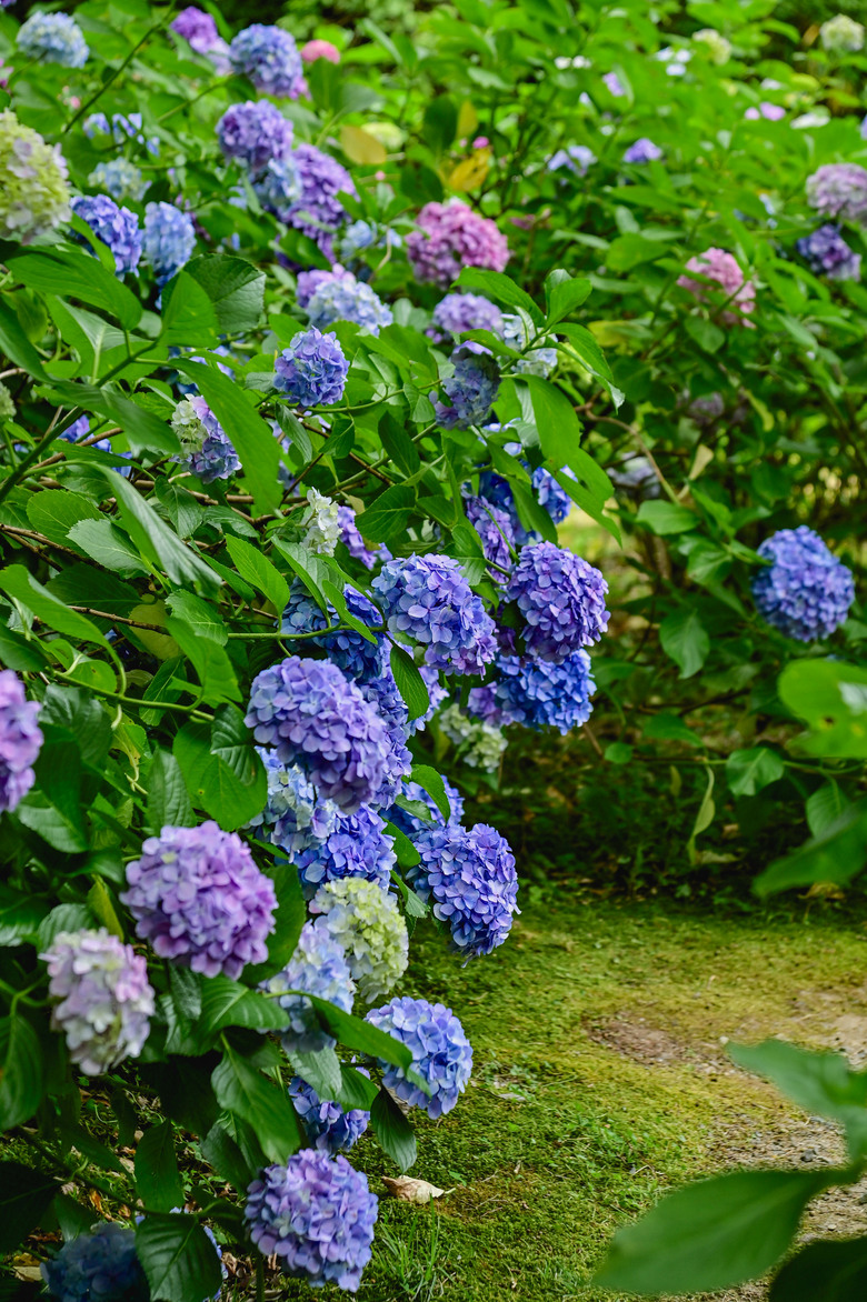 京都市區紫陽花名所採點介紹-藤森神社與智積院