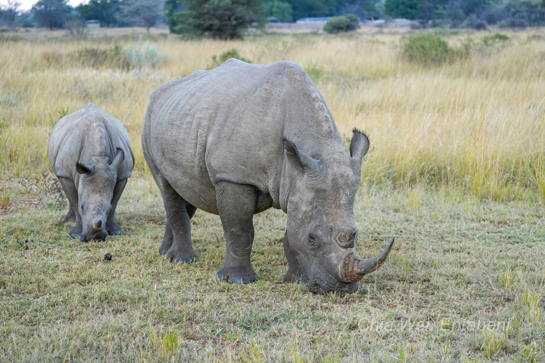 Big Five Marathon 在非洲大草原上跑步 ，一場改變我對馬拉松定義的旅程。