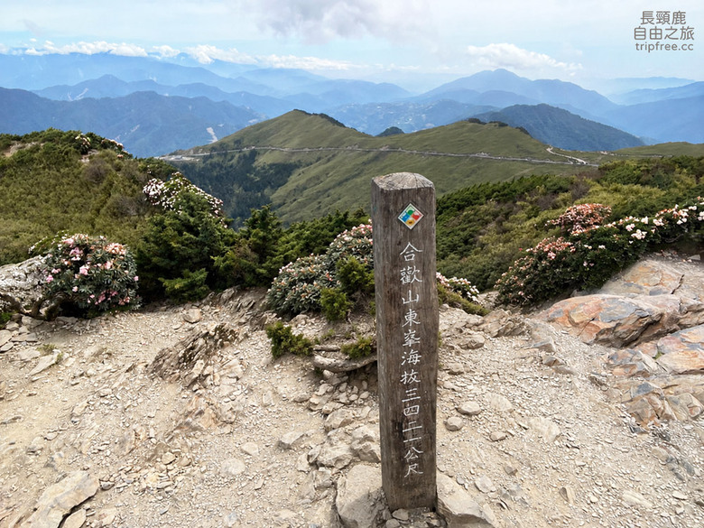 合歡東峰 玉山杜鵑花盛開 適合新手挑戰的第一座百岳