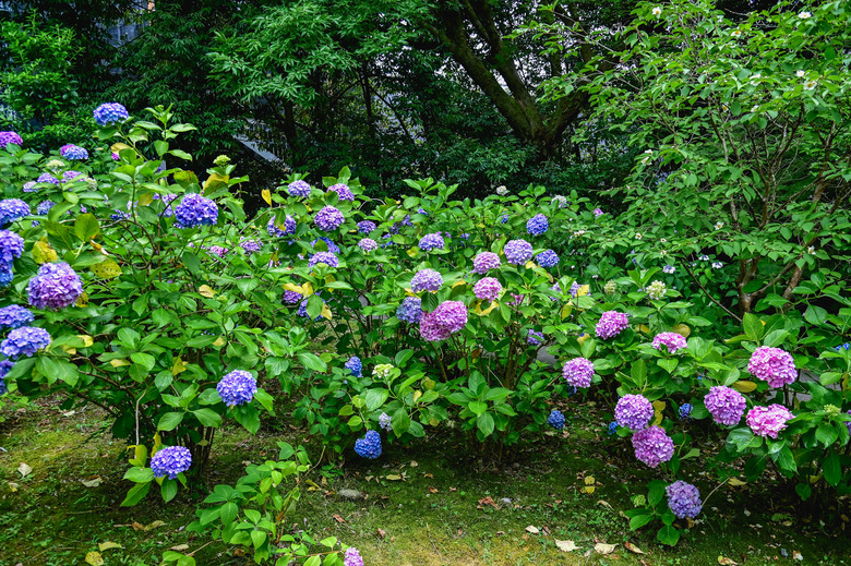 京都市區紫陽花名所採點介紹-藤森神社與智積院