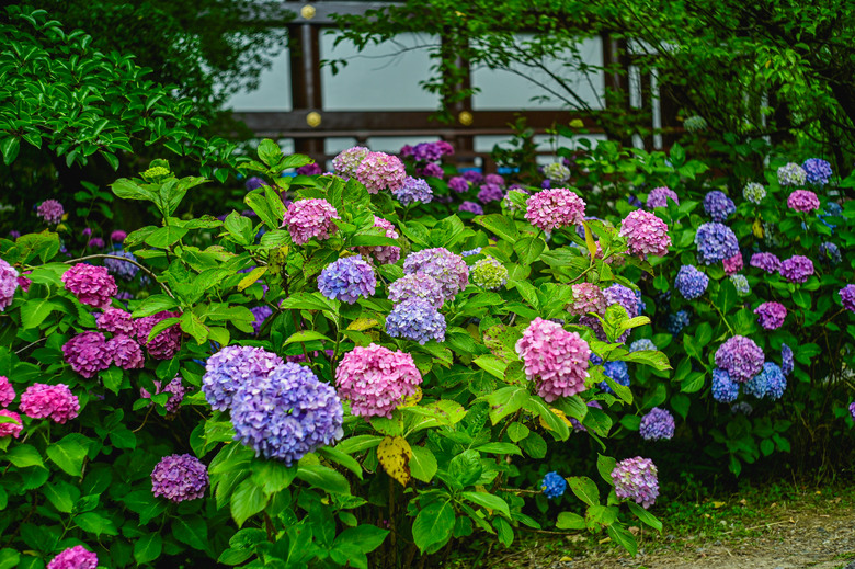 京都市區紫陽花名所採點介紹-藤森神社與智積院